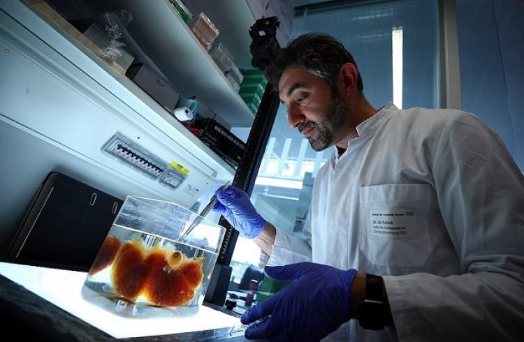 محققان آلمانی موفق به ساخت اندام‌های شفاف انسانی شدند