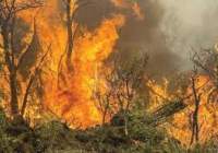 ۹۵ درصد آتش‌ سوزی‌ ها در عرصه های منابع طبیعی کشور عمدی است