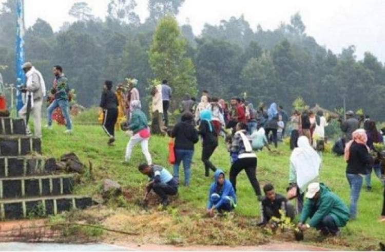 مردم اتیوپی با کاشت 224 میلیون درخت رکورد زدند