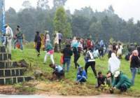 مردم اتیوپی با کاشت 224 میلیون درخت رکورد زدند