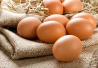 قیمت تخم مرغ همچنان در سراشیبی ارزانی