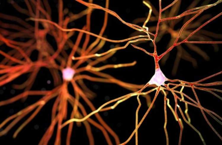 سرکوب سلول های ایمنی در مغز، سرعت زوال عقل را کند می‌کند