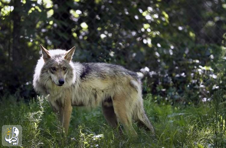 مراقبت باغ وحش نیومکزیکو از گرگ‌های خاکستری در معرض خطر