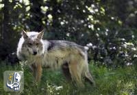 مراقبت باغ وحش نیومکزیکو از گرگ‌های خاکستری در معرض خطر