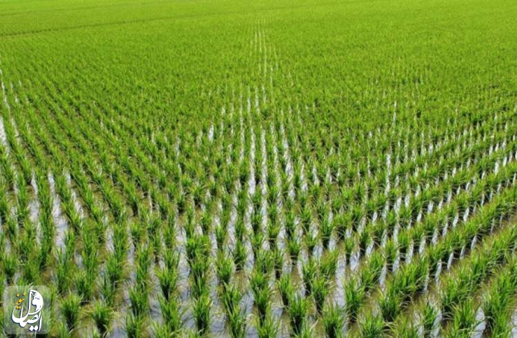 رکورد تولید برنج در تاریخ کشاورزی ایران شکسته شد