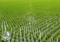 رکورد تولید برنج در تاریخ کشاورزی ایران شکسته شد