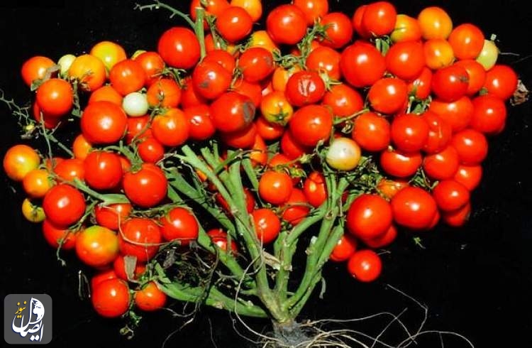 تولید گوجه فرنگی خوشه‌ای با روش اصلاح ژن