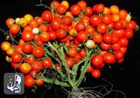 تولید گوجه فرنگی خوشه‌ای با روش اصلاح ژن