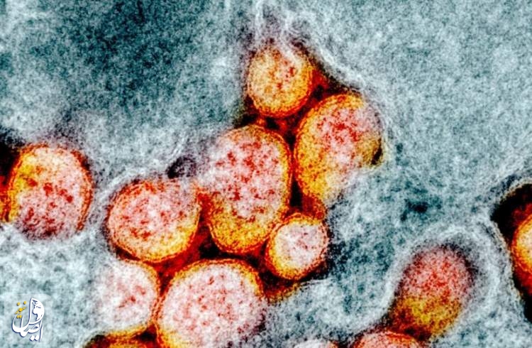 هشدار پژوهشگران چینی درباره گونه‌های تهاجمی کروناویروس