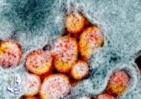 هشدار پژوهشگران چینی درباره گونه‌های تهاجمی کروناویروس