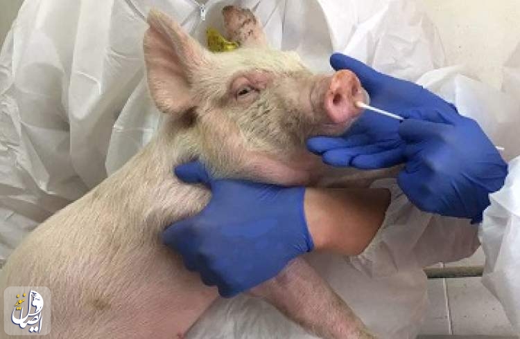 شناسایی ویروس جدید آنفلوآنزای خوکی با "پتانسیل همه‌گیری جهانی" در چین