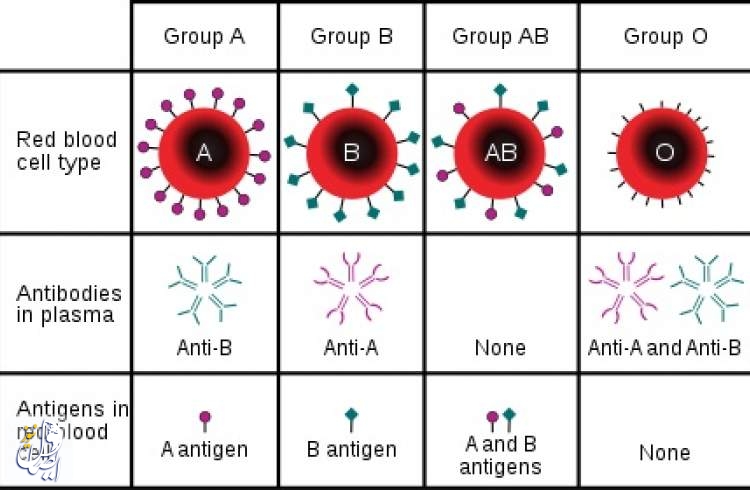 اثبات ارتباط ابتلا به نوع حاد کووید ۱۹ با گروه خونی در پژوهش‌های جدید