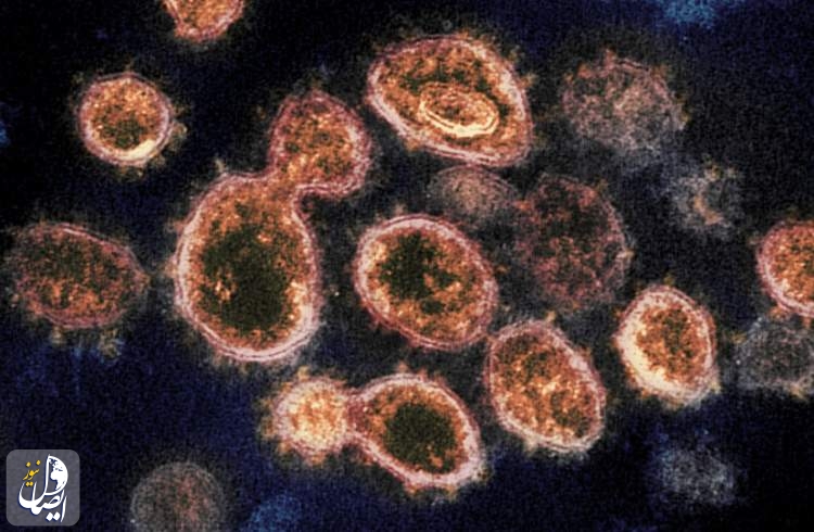 نقطه ضعف ویروس کووید 19 کشف شد