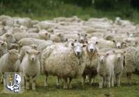 صادرات گوسفند و بز زنده از روسیه به ایران
