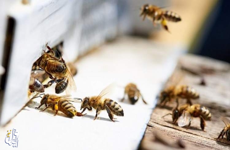 زهر زنبور عسل گران‌تر از بشکه‌های نفت