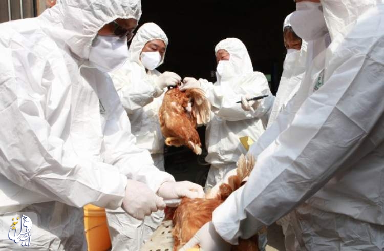 ثبت اولین مورد سرایت نوع جدید آنفلوانزای مرغی به انسان در چین
