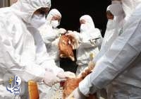 ثبت اولین مورد سرایت نوع جدید آنفلوانزای مرغی به انسان در چین
