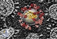کشف نوع جدید سویه "دلتا" ویروس کرونا در نروژ