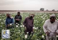 رشد کِشت تریاک در بحبوحه بحران اقتصادی در افغانستان