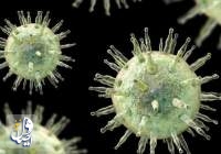 ویروسی که منجر به بیماری «ام اس» می‌شود شناسایی شد