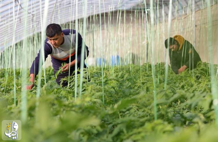 Xinjiang expands loans to boost high-quality development of agriculture
