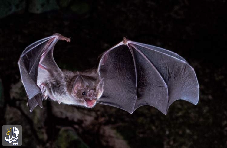 Lost genes may help explain how vampire bats survive on blood alone