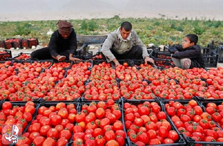 قیمت گوجه فرنگی در پی تفاهم کشاورزان و کامیون داران شکسته شد