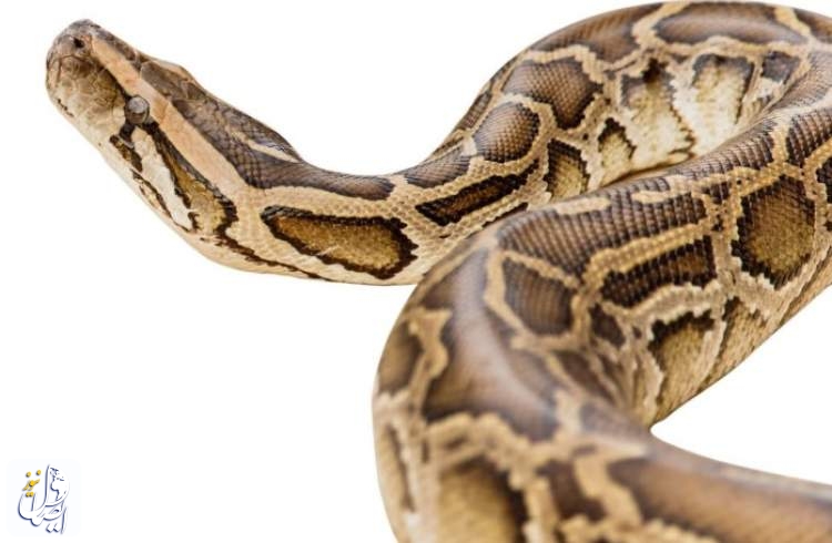 Missing Indonesian woman dies after being swallowed whole by 6.7m python
