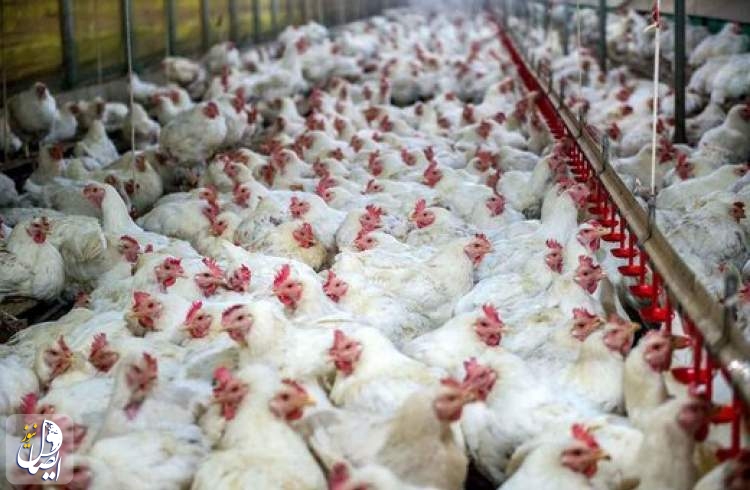 اختصاص تسهیلات ۱۰ درصدی به اتحادیه‌ها برای خرید مازاد مرغ کشور