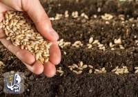 میزان یارانه پرداختی دولت برای خرید هر کیلوگرم بذر گندم با ۳ برابر افزایش به ۴ هزار و ۵۰۰ تومان افزایش یابد