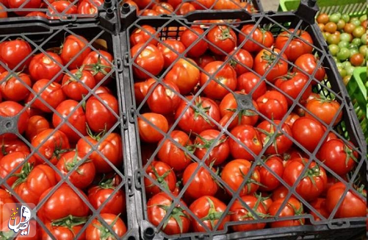 عرضه هزاران تن گوجه فرنگی به بازار برای تعادل قیمت‌ها