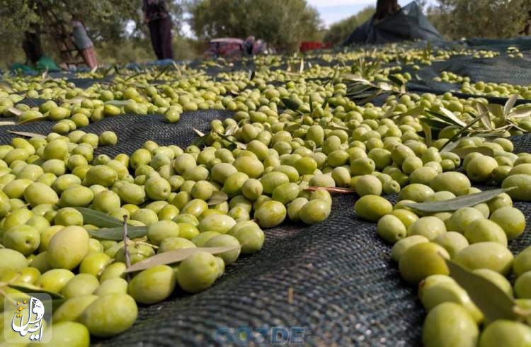 برداشت نزدیک به ۱۳۰ هزار تن میوه زیتون از باغات کشور