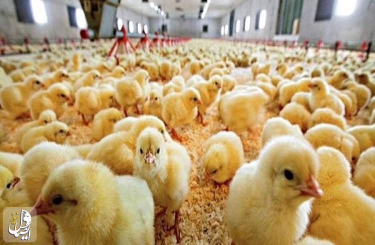جوجه‌ ریزی ۱۴۰ میلیون قطعه‌ای در مرغداری‌های کشور