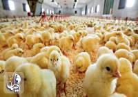 جوجه‌ ریزی ۱۴۰ میلیون قطعه‌ای در مرغداری‌های کشور