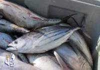 تولید ۲۸۲ هزار تن ماهی تون در کشور