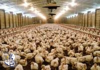 تولید گوشت سفید در کشور افزایش می‌یابد