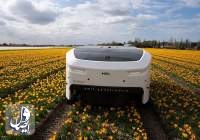 ربات ۱۸۵ هزار یورویی هوش مصنوعی پرورش دهنده گل لاله‌