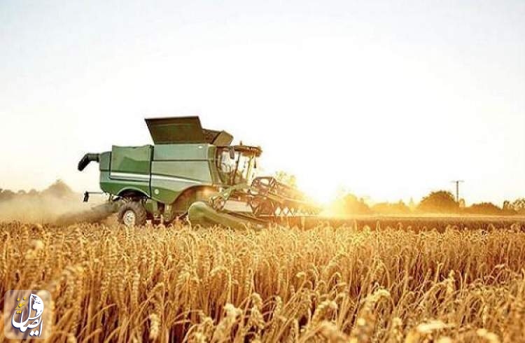 پیش بینی تولید ۱۳.۵ میلیون تن گندم در سال جاری در ایران