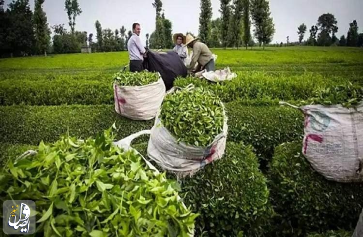 رئیس سازمان چای کشور: ۹۸ درصد از مطالبات چای‌کاران پرداخت شد
