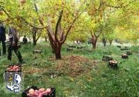 ۲۵۰ هزار هکتار از باغات کشور به سیب درختی اختصاص دارد