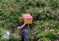 ایران رتبه اول تولید غنچه گل محمدی و گلاب را در دنیا دارد