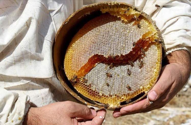 صادرات عسل ترکیه به 6.3 میلیون دلار رسید