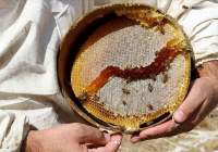 صادرات عسل ترکیه به 6.3 میلیون دلار رسید