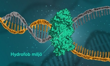 شناسائی نیروی قوی تر از پیوند هیدروژنی که باعث ثبات DNA می‌شود