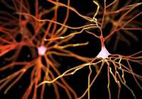 سرکوب سلول های ایمنی در مغز، سرعت زوال عقل را کند می‌کند