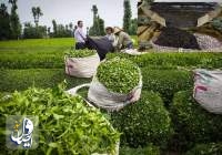 صادرات چهار هزار تُنی چای به کشورهای همسایه