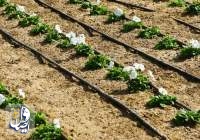 ‌هزار هکتار زمین کشاورزی در شهرستان اردستان به سیستم آبیاری نوین مجهز شد