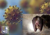 مکان و منبع اصلی کرونا ویروس کشف شد