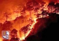 آتش سوزی گسترده، جنگل های غرب سوریه را طعمه حریق کرد