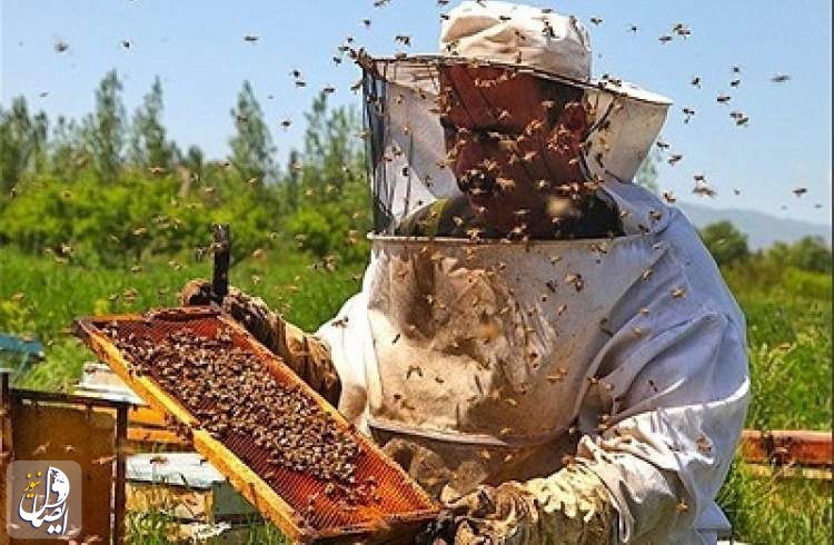 تولید ۴۰۰ تن عسل توسط عشایر اصفهان